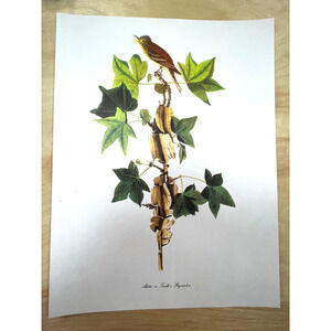 Audubon Birds of America Traill's Flycatcher Original Print Vtg 1950 Peterson